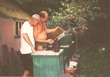 A Slowakian beekeeper working with Carnica bees