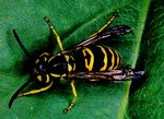 Yellowjacket (wasp)